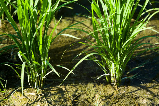 istock Rice seedlings growing on the farm 1335271075