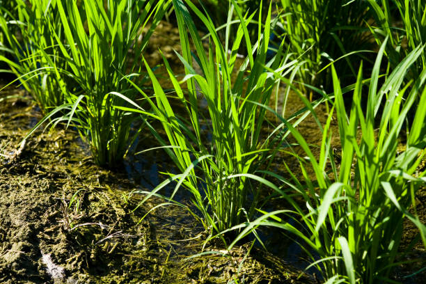 istock Close-up rice seedlings in the fields 1335271085