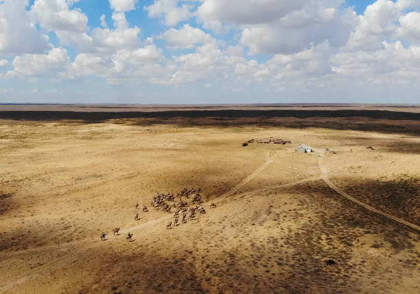 istock Camels in steppe. Grazing camels in the steppes 1335272363