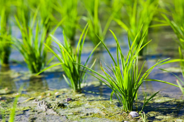 istock Rice seedlings growing on the farm 1335276781