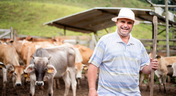 istock Laughing farmer standing in a corral with his herd of cattle 1335276811