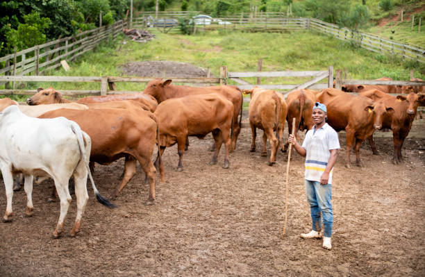 istock Smiling farmer worker standing in a corral with a herd of cattle 1335276813