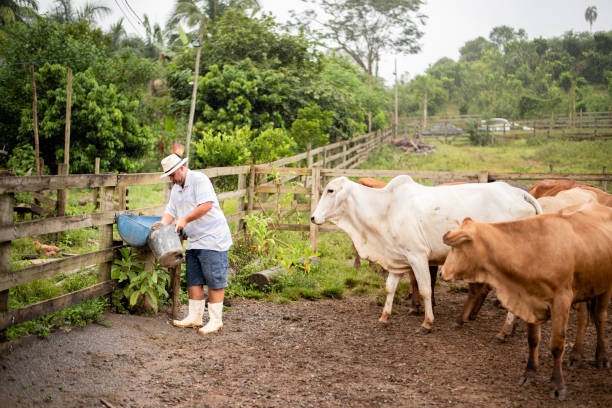 Farmer getting feed ready for his herd of cattle while standing outside in a corral on his farm