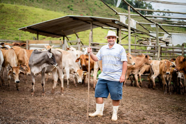 smiling farmer standing in a corral with his herd of cattle - 畜欄 個照片及圖片檔