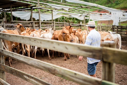 Rear view of a farmer watching his herd of cattle while standing outside in a corral on his farm