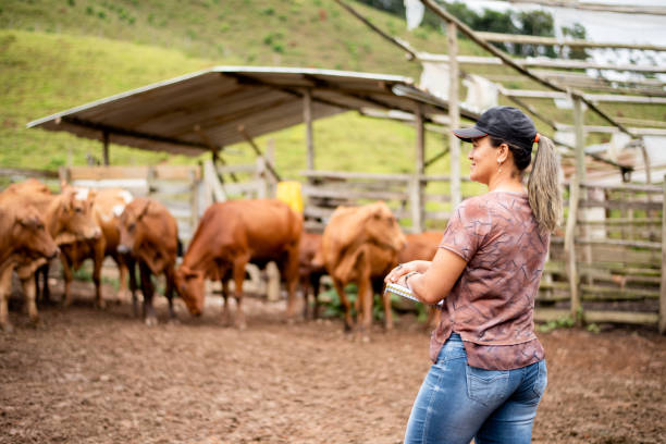 istock Female farm manager working outside on a cattle ranch 1335276864