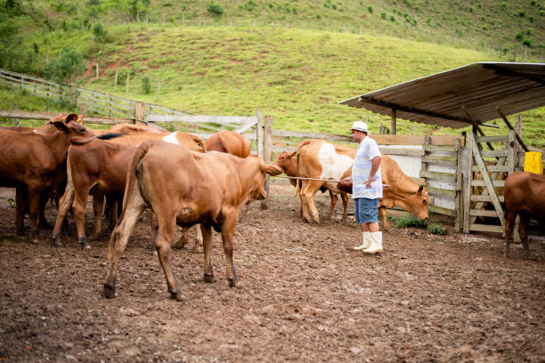 istock Farmer herding cows in a corral on a cattle ranch 1335276881