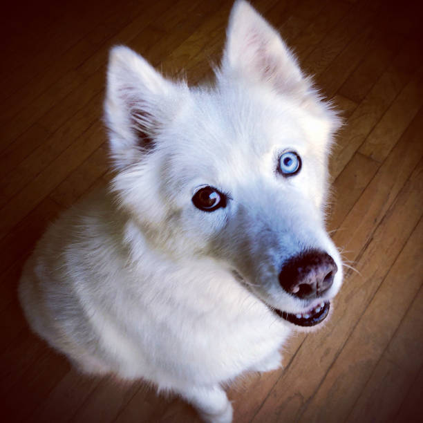 istock Hopeful White Husky with Blue & Brown Eyes 1335278095