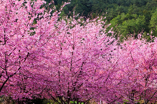 Landscape View of Cherry Blossoms at Sakura Gardens Of Wuling Farm, Taichung, Taiwan.