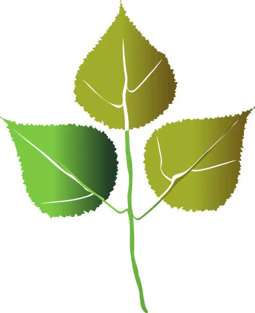 Vector illustration of Hello autumn. One autumn green birch leaf.