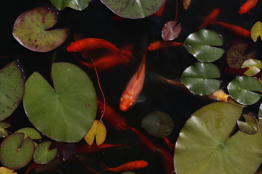 Beautiful goldfish swim in the garden pond.