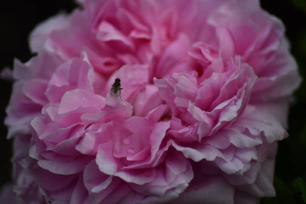 A beautifully scented fully blooming double headed English country garden rose with drops of morning dew and a black fly perching on the edge of a pink petal