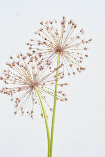 istock An abstract view two circular heads of a plant 1335281998