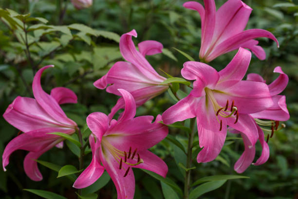 istock Beautiful pink lily flower. 1335283251