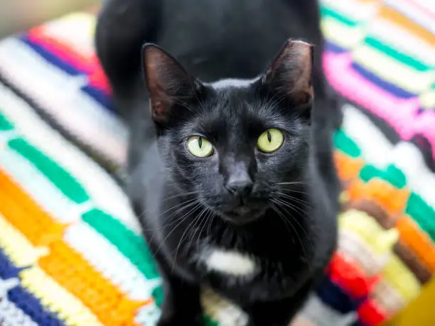 A black and white Tuxedo shorthair cat with its left ear tipped, lying on a colorful blanket