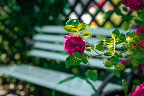 white bench in roses in the summer garden