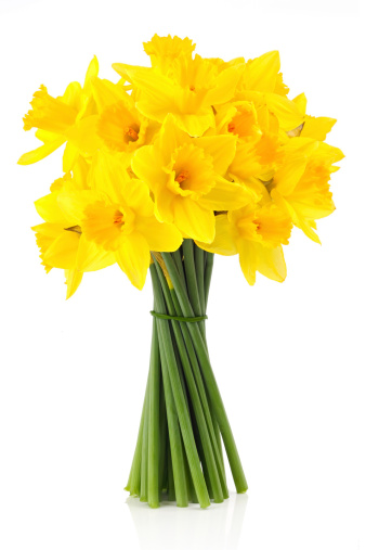 bouquet of yellow lent lill (daffodil) isolated on white background.