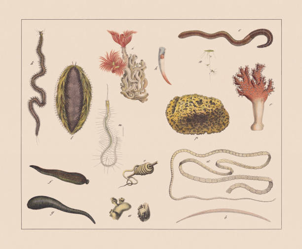 1882년에 출판된 벌레, 수색 크로몰리토그래프 - 거머리 stock illustrations