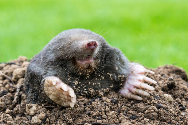 istock Mole on the top of the mole hill 1335284890