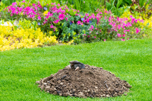 Mole peeking from the mole hill in the garden Mole animal - Talpa Europaea, causing damage as a pest in the garden with its mole hills and underground tunnels mole stock pictures, royalty-free photos & images