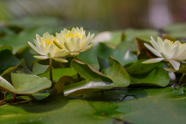 istock Nymphaea waterlily yellow flower in pond close up 1335285970