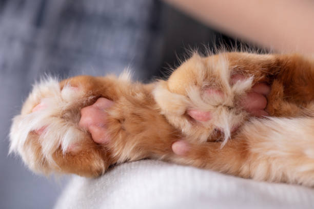patas peludas de un gato rojo de jengibre de cerca, concepto de corte de pelo de acicalamiento de mascotas - almohadillas pata de animal fotos fotografías e imágenes de stock