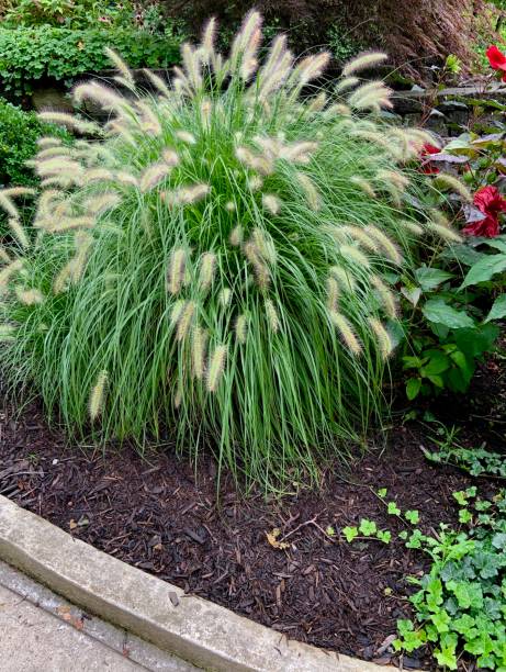 istock Ornamental Grass in City Garden 1335286265