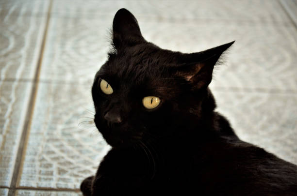The look of an attentive black cat lying on the tiled floor