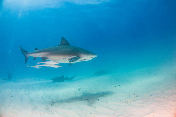 istock Bull shark at the Bahamas 1335290054