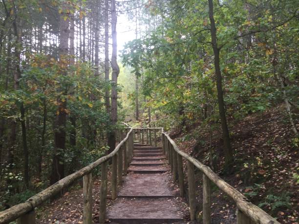 istock Stair in the forest 1335291267