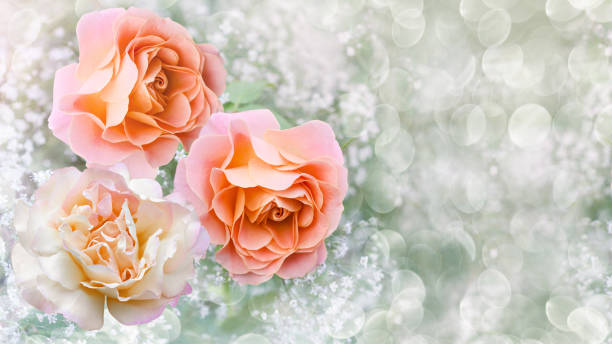Blooming roses among a cloud of flowers gypsophila and bokeh on a defocused background stock photo