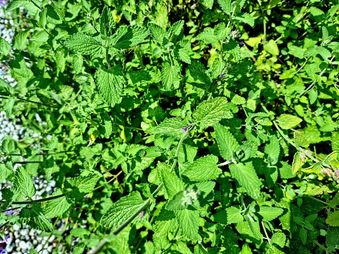 Catnip (Nepeta cataria)  is native to southern and eastern Europe, the Middle East, Central Asia, and parts of China. The image was captured in a herb garden during summer season.