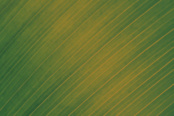 Beautiful green leaf in nature texture backage concept