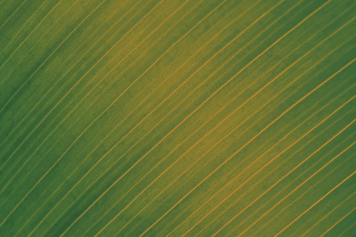 Fall Leaf Yellowed Green Autumn Texture Khaki Ombre Gold Striped Pattern Macro Photography Vignette Background for presentation, flyer, card, poster, brochure, banner