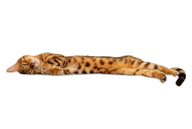 Sleeping bengal cat in full growth isolated on white background