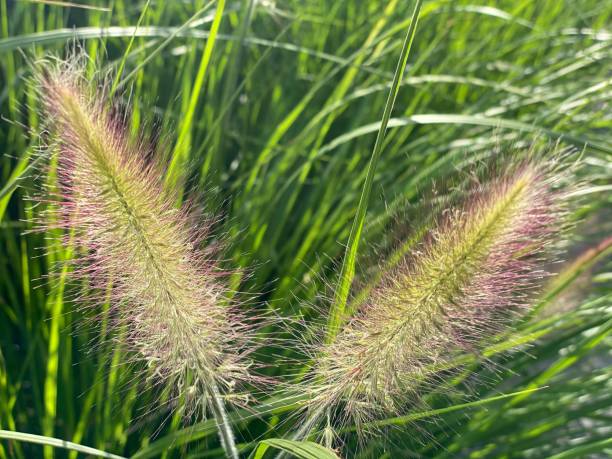 Ornamental grass Cenchrus Black-Flowered Fountain Grass, Black-Seeded Fountain Grass Moudry. Cenchrus alopecuroides on green summer meadow. Ornamental grass Cenchrus Black-Flowered Fountain Grass, Black-Seeded Fountain Grass Moudry. Cenchrus alopecuroides on green summer meadow. pennisetum stock pictures, royalty-free photos & images