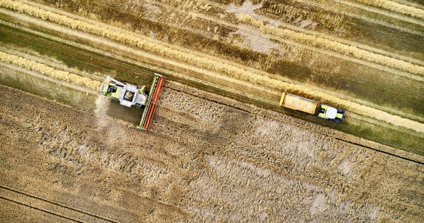 istock Combine harvester in Barley field 1335298468