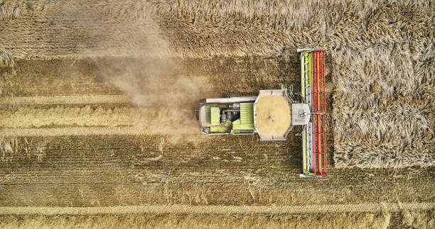 istock Combine harvester in Barley field 1335298531