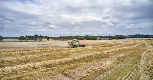 istock Combine harvester in Barley field 1335298552
