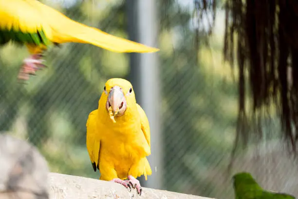 The Guaruba, also called Ararajuba, is a psittaciform bird endemic to northern Brazil, threatened with extinction. Yellow-gold plumage with green tinges.