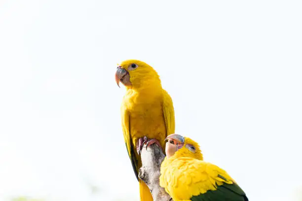 The Guaruba, also called Ararajuba, is a psittaciform bird endemic to northern Brazil, threatened with extinction. Yellow-gold plumage with green tinges.