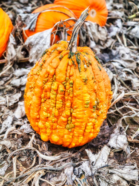 istock a warty pumpkin on the ground  at the pumpkin patch 1335300208