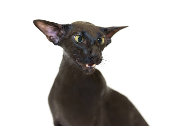 istock Black oriental funny cat 1335300775