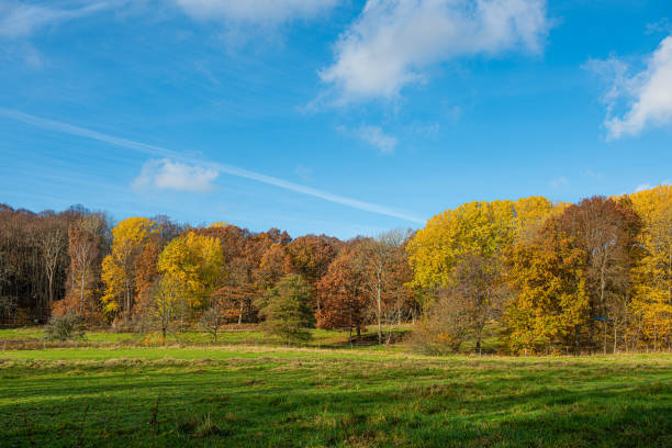 istock Autumn coloured forest, green field and blue sky.. 1335300965