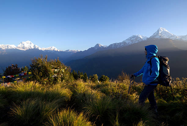 Hiker standing at viewpoint Poonhill early in the morning. The Annapurna mountain range of the Himalaya in the background.