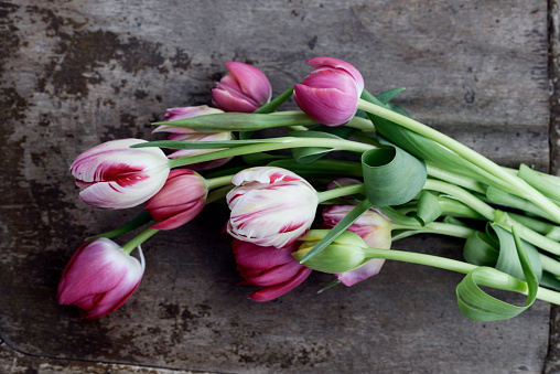 white and striped tulips close up