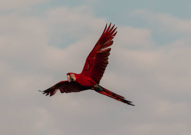istock the flight of the scarlet macaw 1335301799