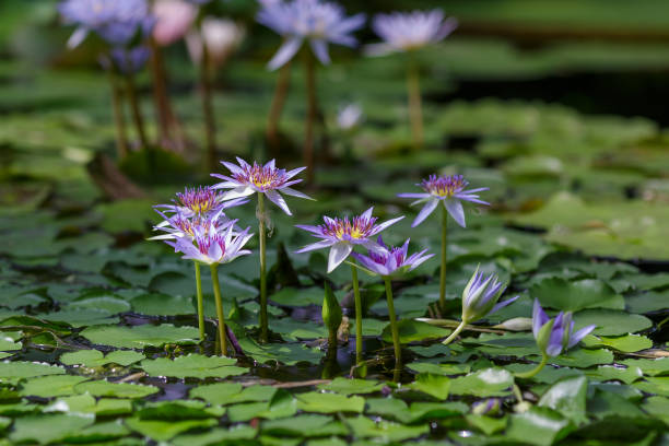 istock Nymphaea waterlily blue flower in pond close up 1335302431