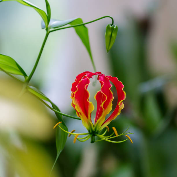 istock Beautiful exotic flower of Gloriosa Superba 1335302586