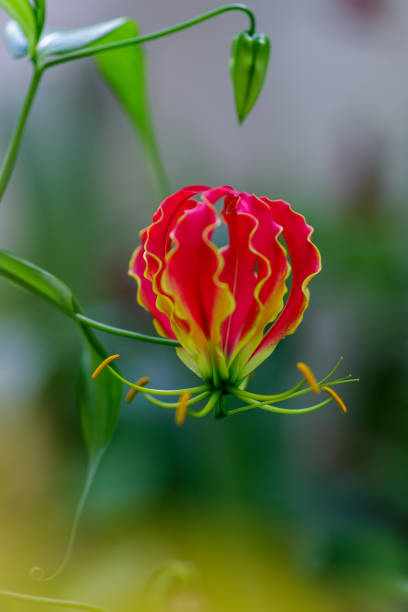 Beautiful exotic flower of Gloriosa Superba